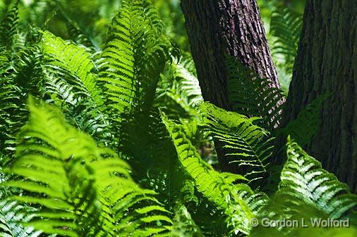 Forest Ferns_48917.jpg - Photographed near Ottawa, Ontario - the Capital of Canada.
